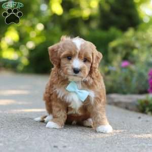Mason, Cavapoo Puppy